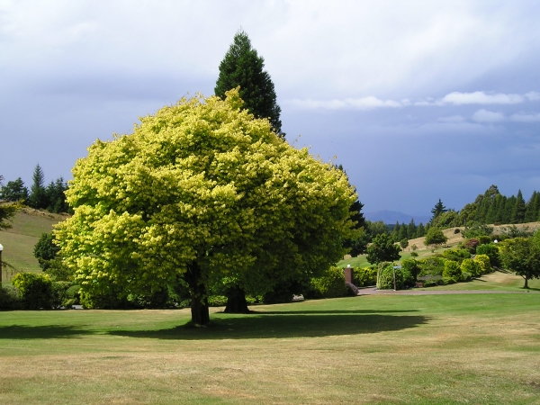 Farbenfroher Baum im Garten vom Wissenschaftsmuseum (Puzzling World) in Wanaka.