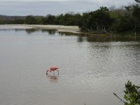 Ein Flamingo der wohl nach Krebsen pickt, damit sein Gefieder weiterhin schön rosa strahlt.