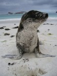 Robben gab es auf so ziehmlich jeder der Inseln. Diese kleine hier hatte es genossen vor der Kamera zu posen.