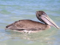 Pelikan, die flogen beim Baden recht nah über uns lang. Ob sie dachten wir wären lecker Futter? Nach einem kurzen Check ließen sie uns aber in Ruhe.