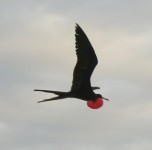 Ein Fregattvogel mit aufgeblasenem Kehlsack in der Luft.