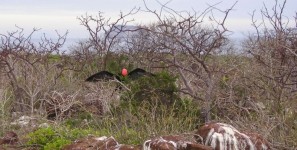 Den roten Kehlsack blasen die Fregattvögel auf um sich bei Weibchen zur Show zu stellen. Dabei werden auch die Flügel weit aufgespannt um das Weibchen zu beeindrucken. Während sie gemütlich im Baum sitzt und durch bleiben oder wegfliegen entscheidet ob ihr das Männchen gefällt.