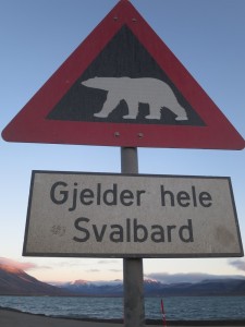 Lauf bis ans Bärenschild. Dahinter laufen sie wild herum. Innerhalb Longyearbyens soll man wohl halbwegs sicher sein.