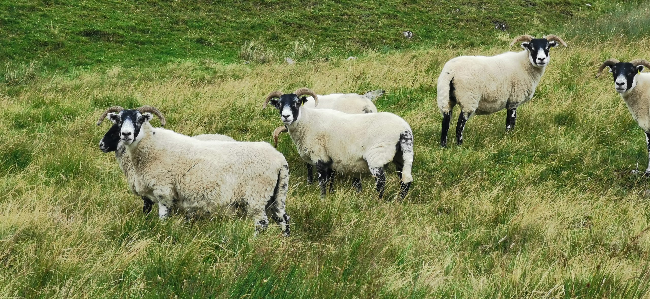 Die Schafe waren alle extrem schreckhaft und normalerweise schwer vor die Kamera zu bekommen.